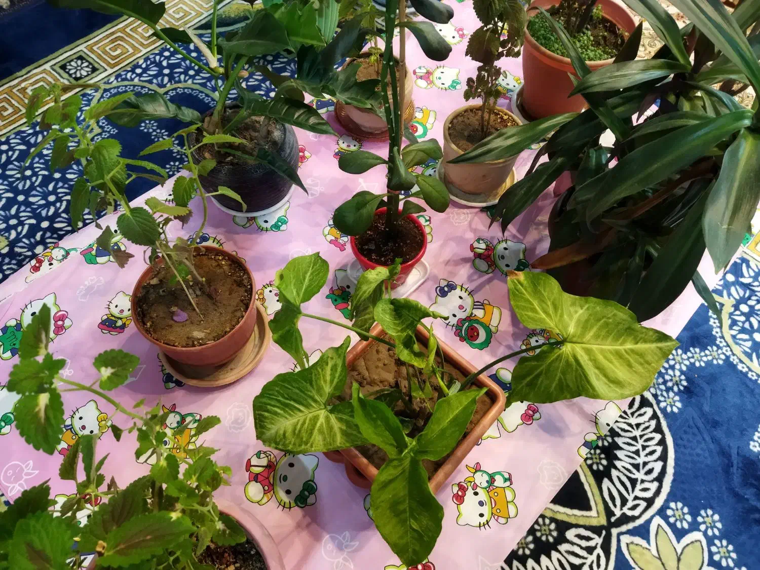 تعدادی گل و گیاه|گل و گیاه طبیعی|شاهینشهر, شهرک هشت بهشت|دیوار