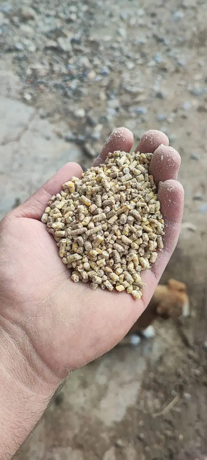 دانه پارس|عمده‌فروشی|آق قلا, |دیوار