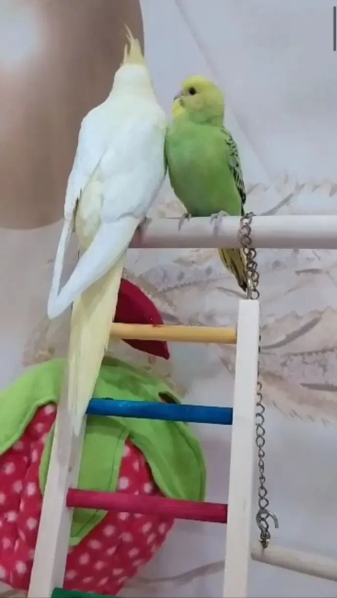 چهار عدد جوجه عروس تازه دونخور دستی|پرنده|محمدشهر, علی آباد گونه|دیوار