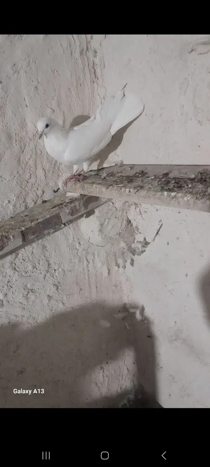 نروماده پرشی|پرنده|نیر (اردبیل), |دیوار