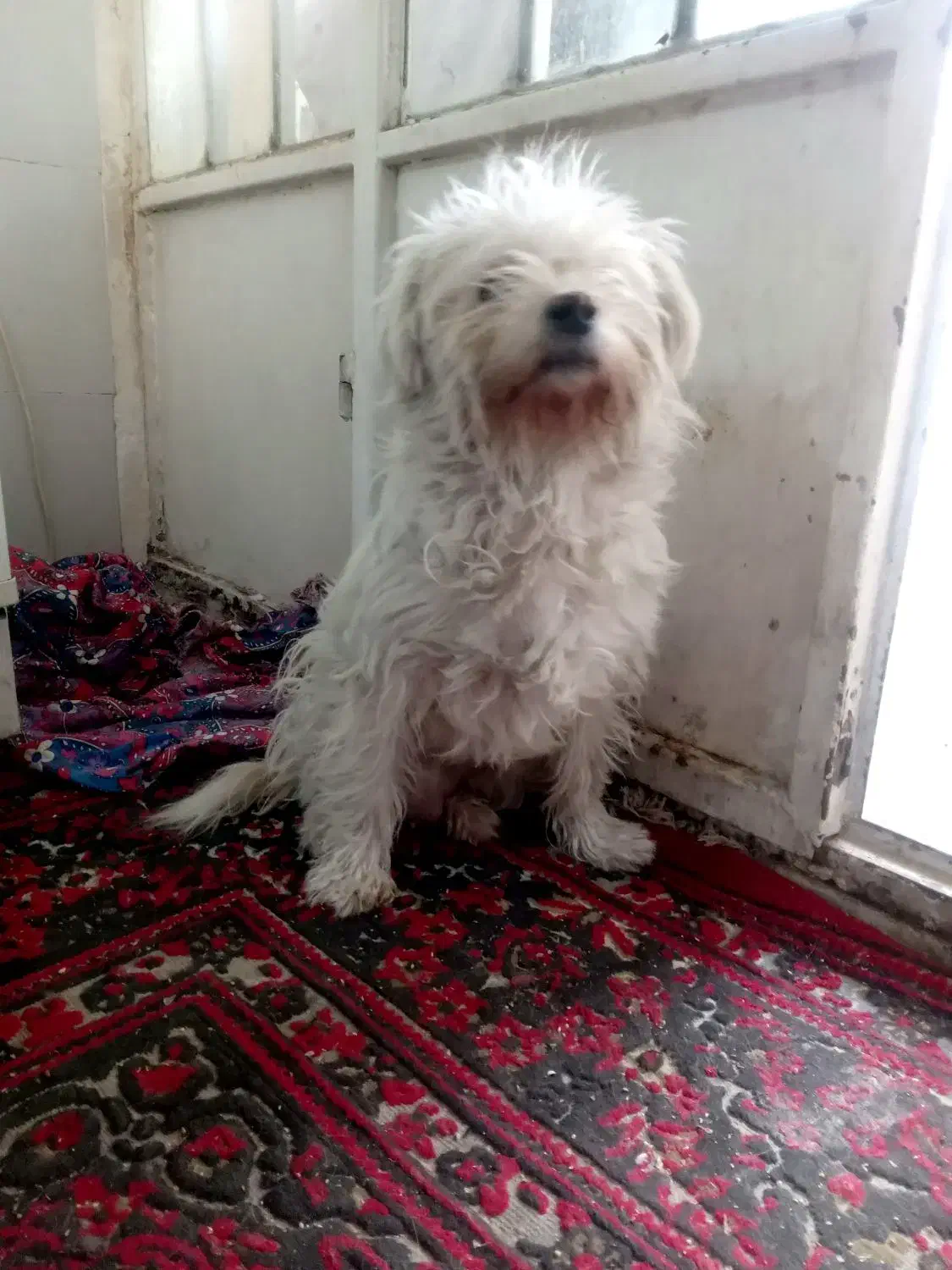 واگذاری سگ|سگ|شیراز, دباغ خانه|دیوار