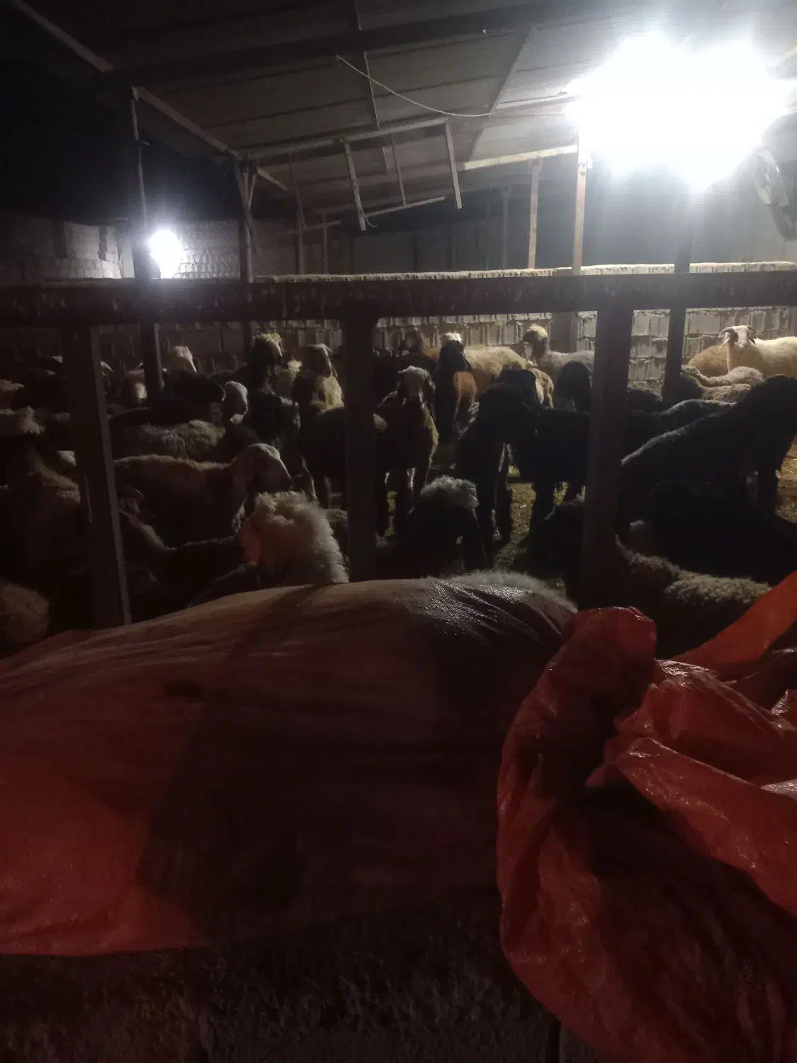 فروش بره|حیوانات مزرعه|وحدتیه, |دیوار