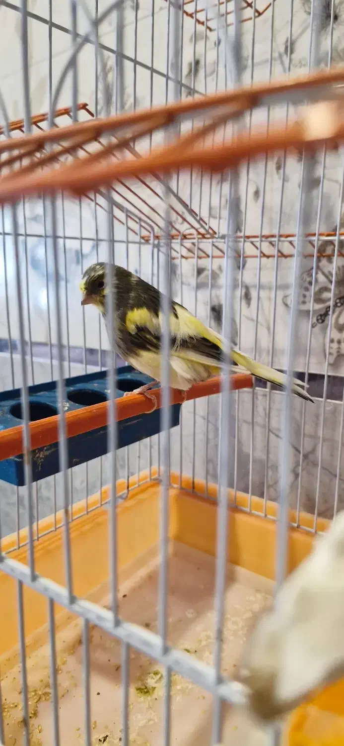 قناری گلستر نر|پرنده|بهار, |دیوار