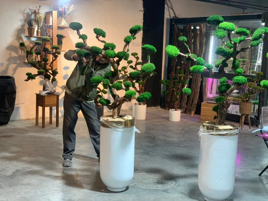 درخت جاودان بنسای دیوار خزه ای ماسوال|گل و گیاه طبیعی|تهران, اکباتان|دیوار