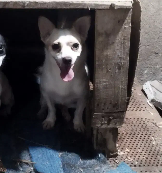 واگذاری سگ پاکوتاه|سگ|رودسر, |دیوار