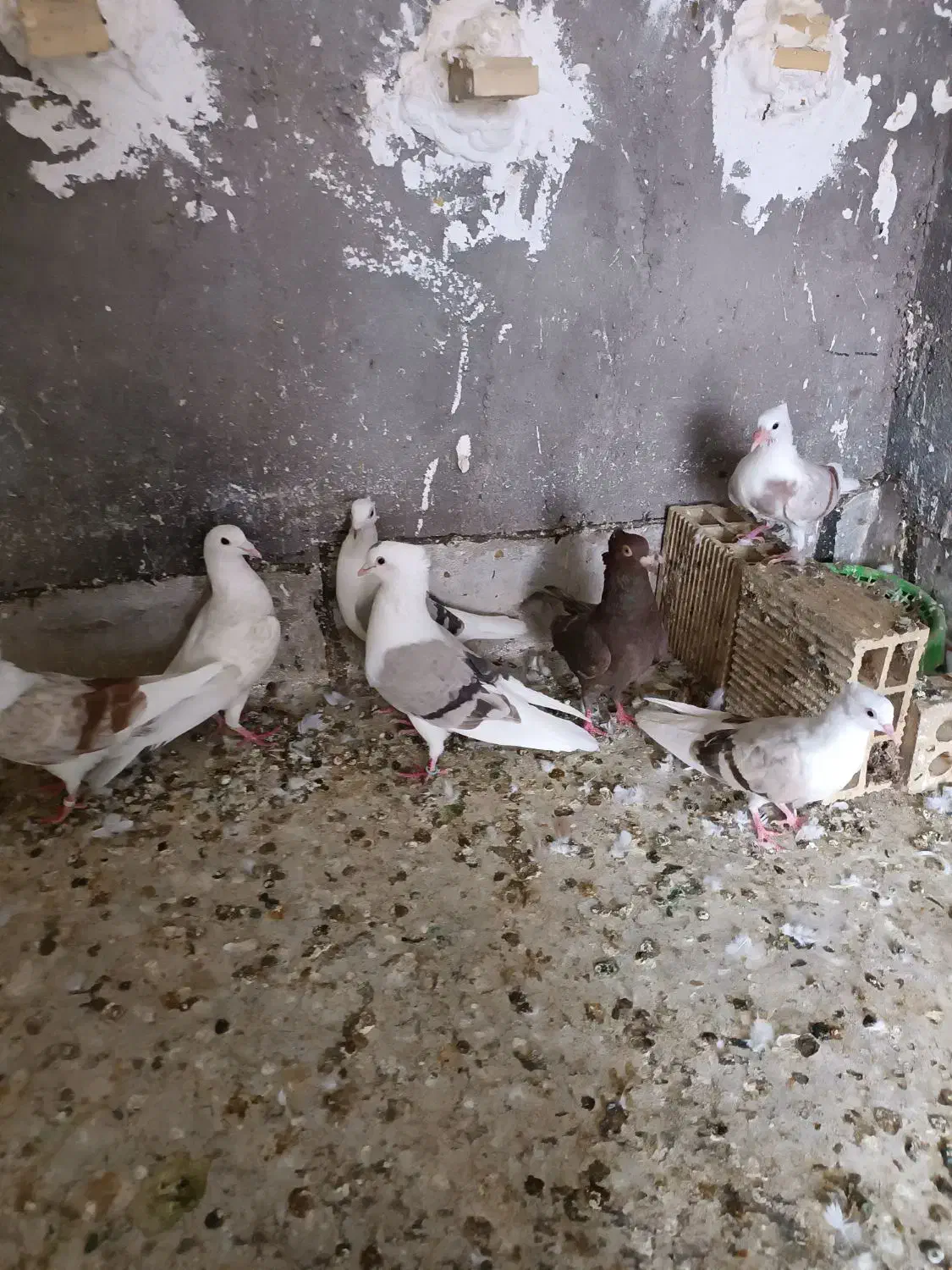 کبوتر رنگی|پرنده|دزفول, |دیوار