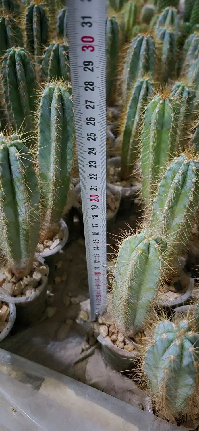 فروش عمده پایه کاکتوس گلخانه‌ای بذری، آماده پیوند|گل و گیاه طبیعی|خمینی‌شهر, |دیوار