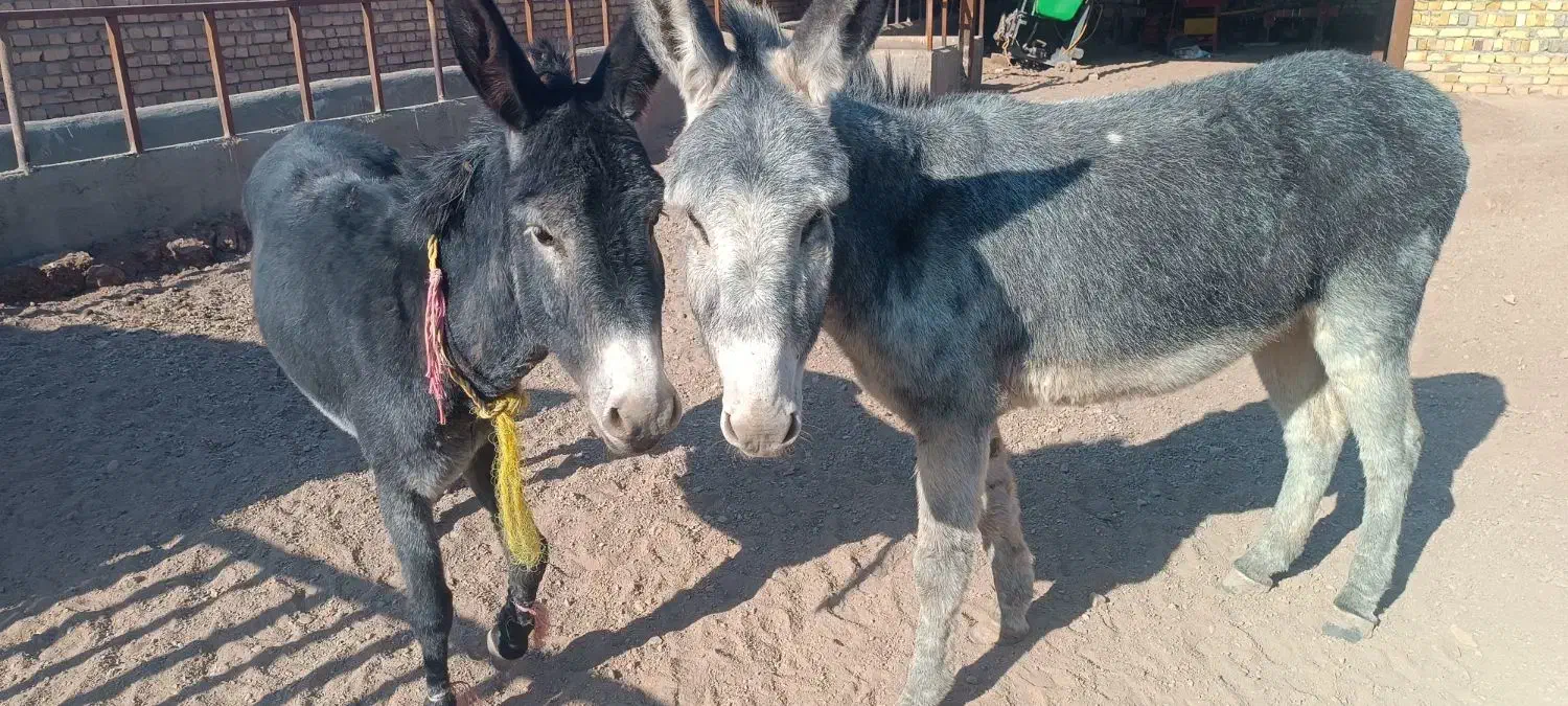 خر ماده|حیوانات مزرعه|تاکستان, |دیوار