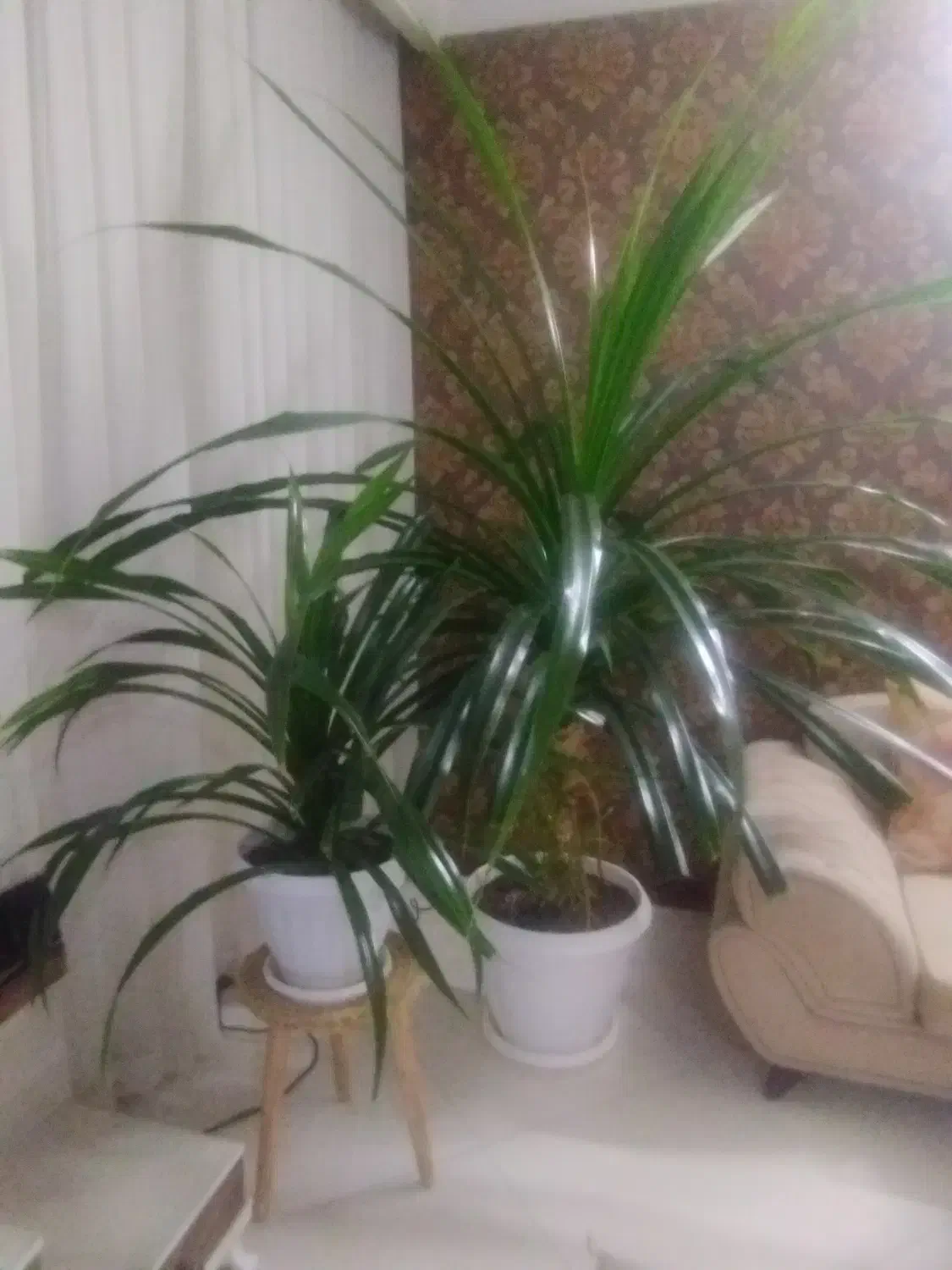 گل و گیاه|گل و گیاه طبیعی|گلبهار, شهر جدید گلبهار|دیوار