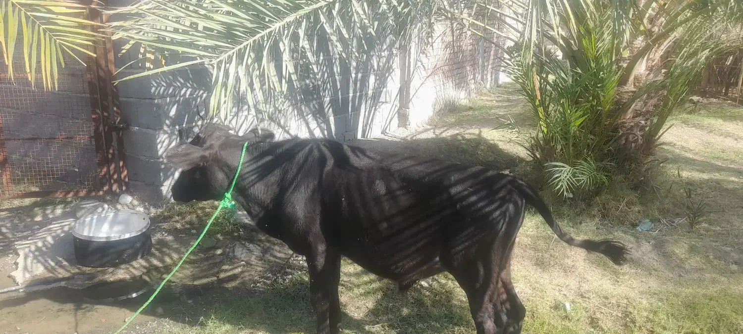 فروش گاو  شیری با گوساله|حیوانات مزرعه|جیرفت, |دیوار