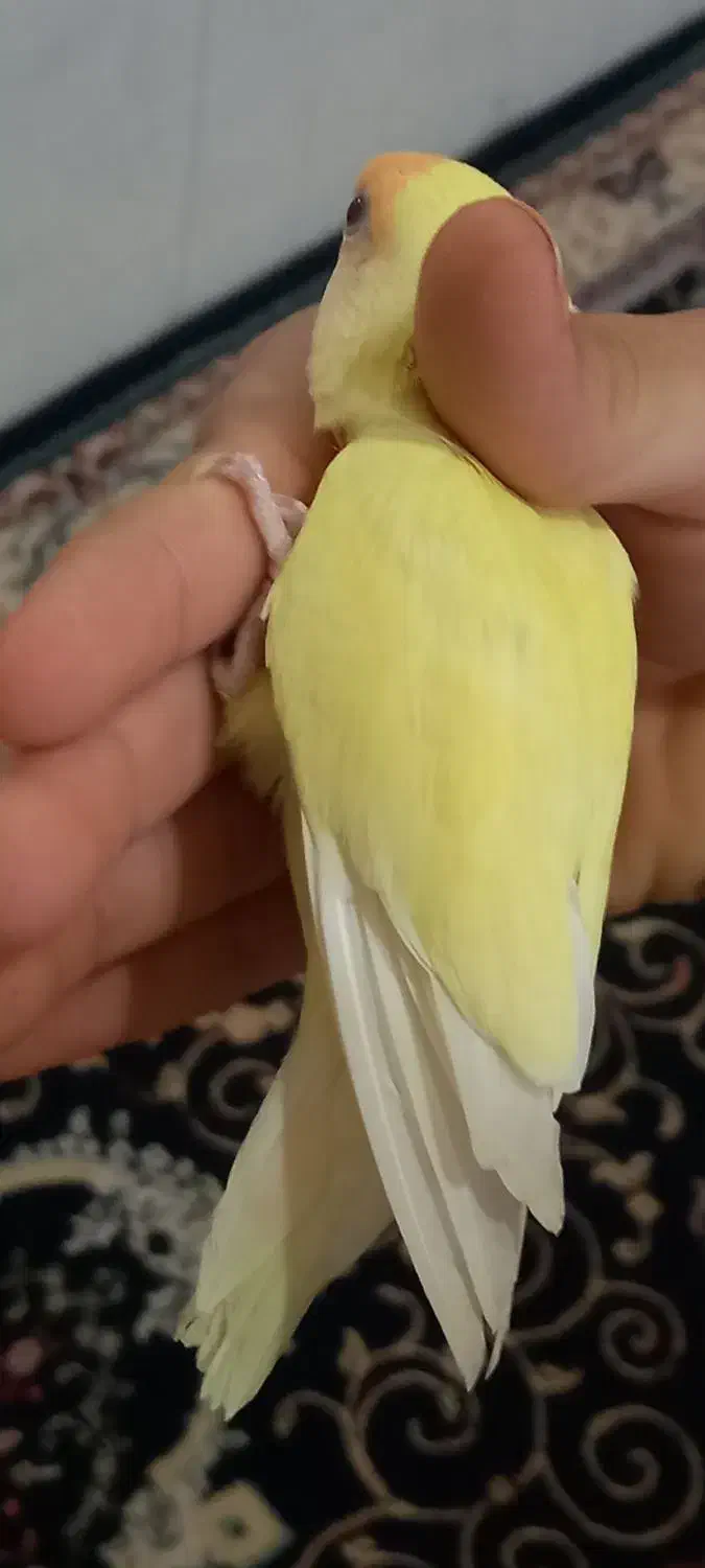 یک عدد طوطی برزیلی|پرنده|امیدیه, |دیوار