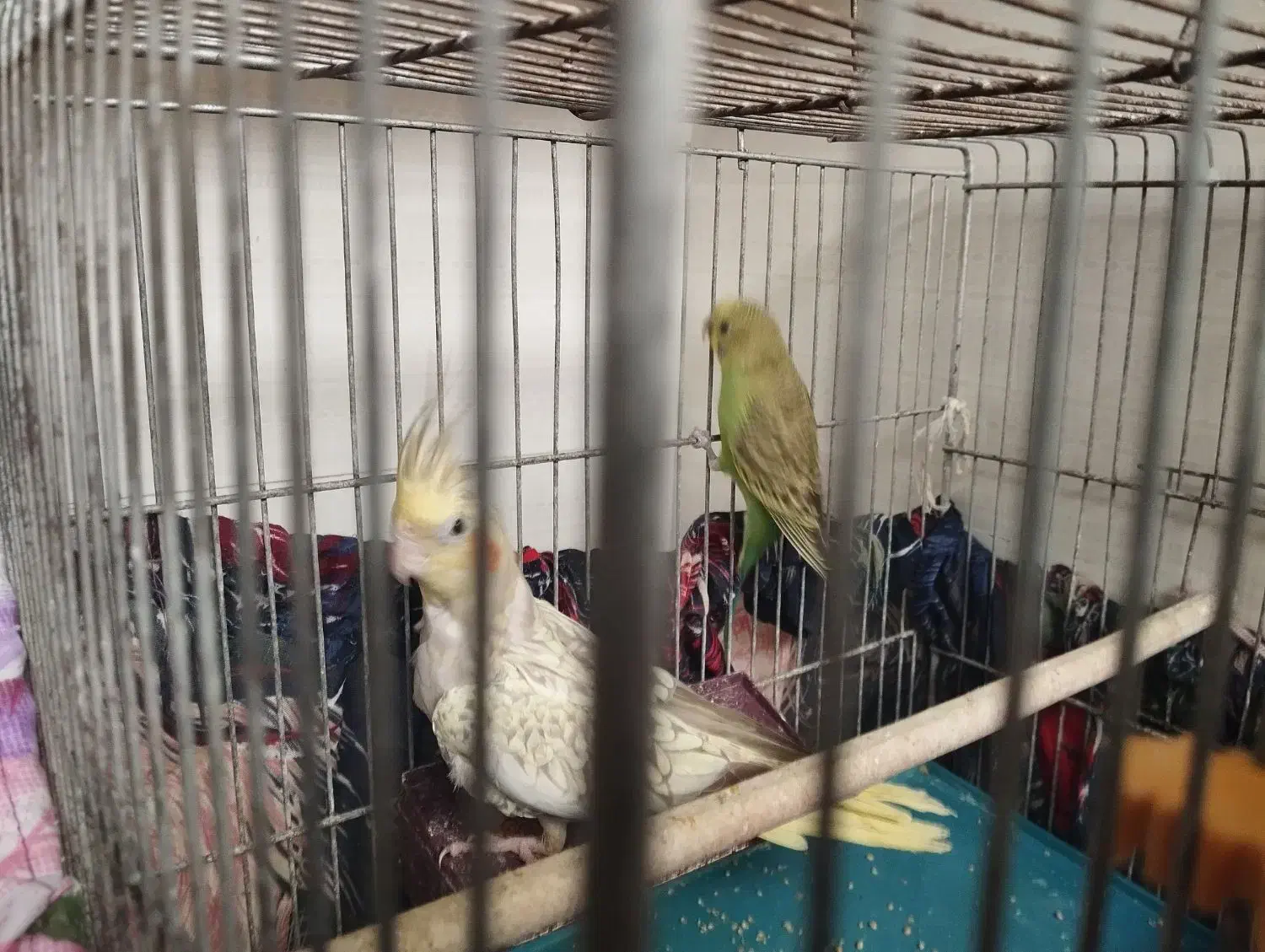 انواع پرنده|پرنده|ماکو, |دیوار