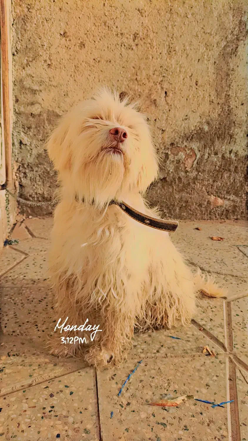 سگ.|سگ|خواف, |دیوار