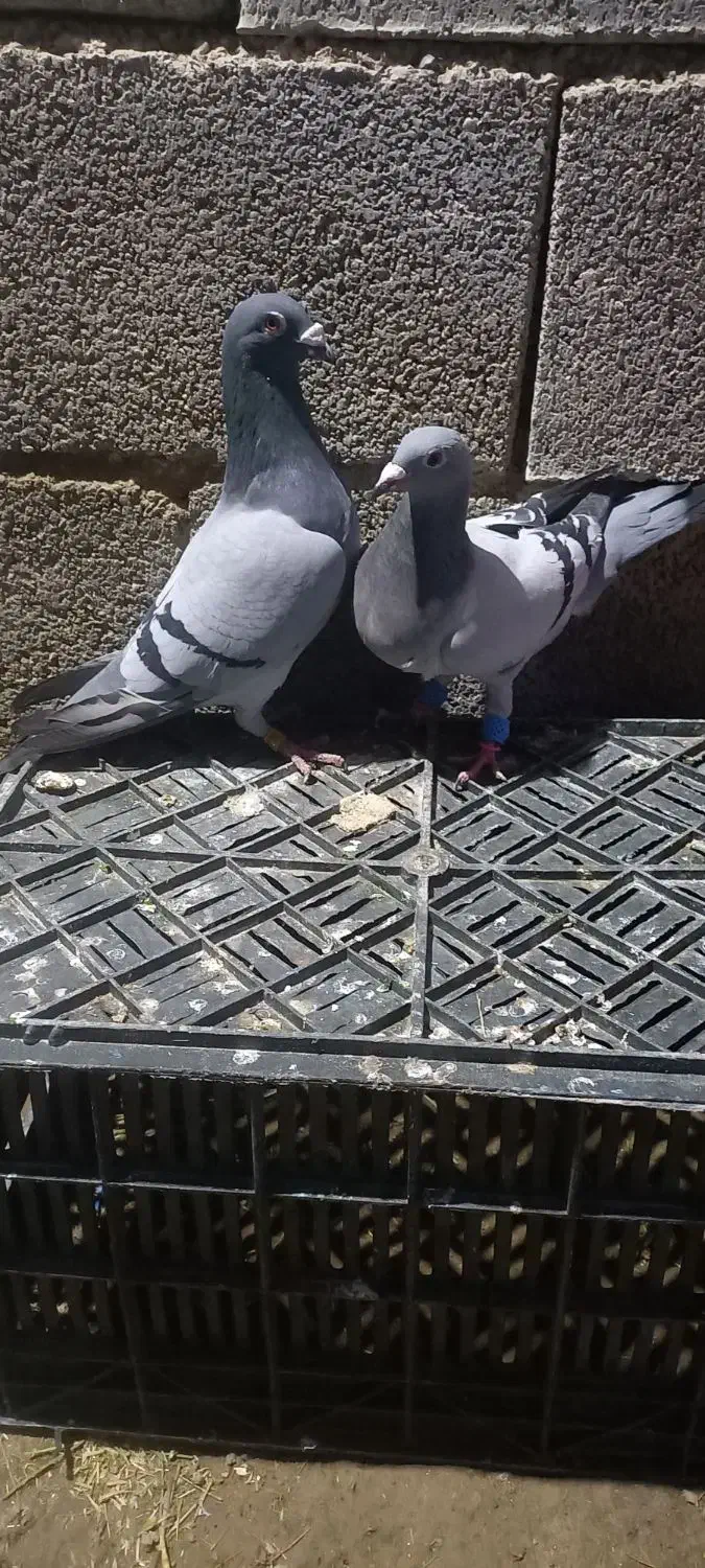 کفتر سبز|پرنده|فسا, |دیوار