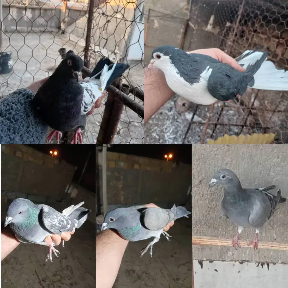 کفتر اصفهانی پلاکی سینه ای|پرنده|یزد, |دیوار