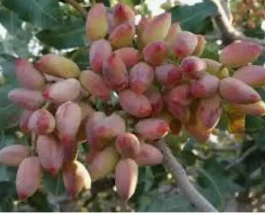 سلام خدمات کشاورزی درخت پسته صفر تا صد انجام میشود|خدمات باغبانی و درختکاری|قم, دورشهر|دیوار