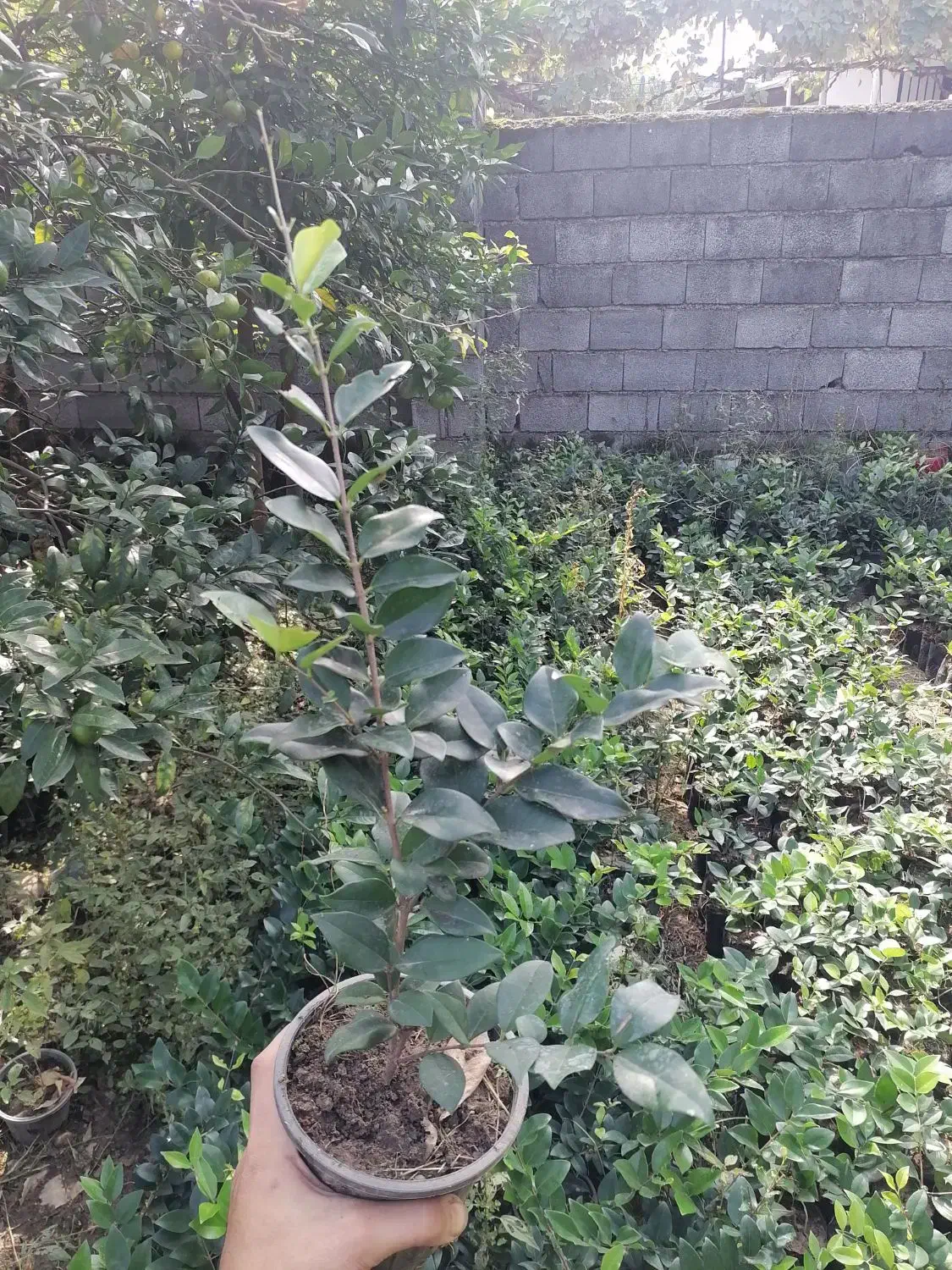 یاس هلندی سطل 3|گل و گیاه طبیعی|نشتارود, |دیوار