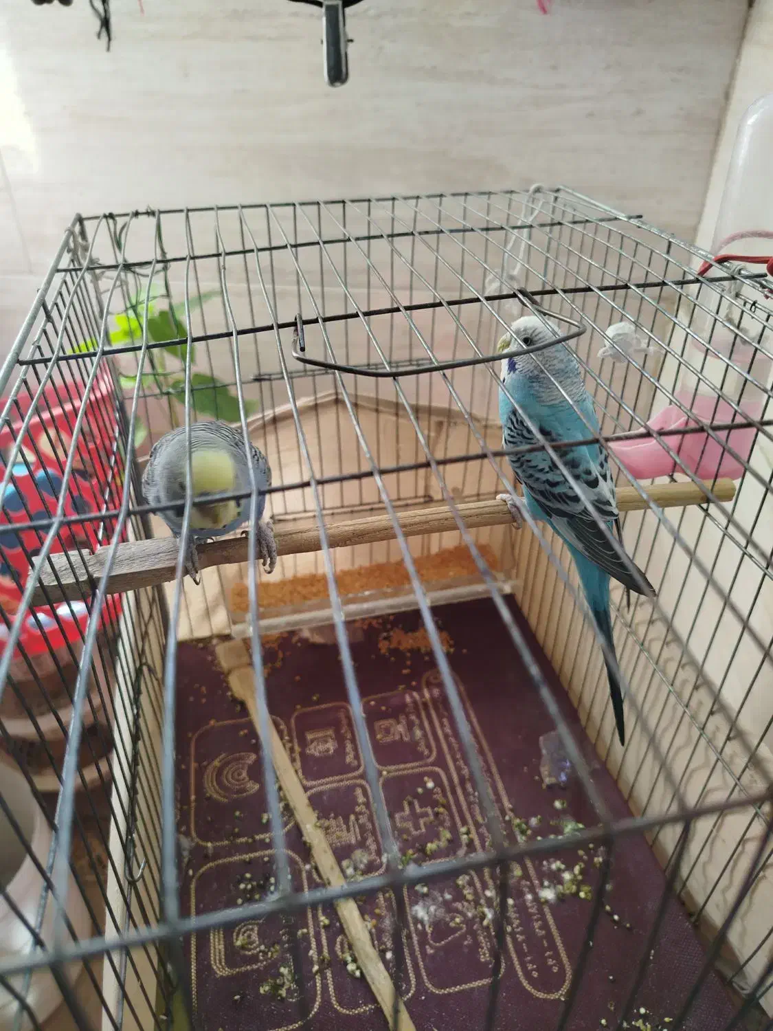 مرغ عشق. نرو ماده|پرنده|تهران, فلاح|دیوار