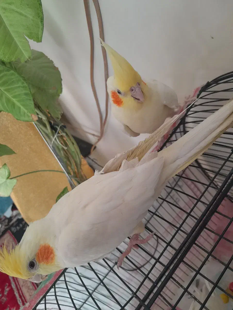 عروس هلندی ۳ عدد|پرنده|مشهد, آزادشهر|دیوار