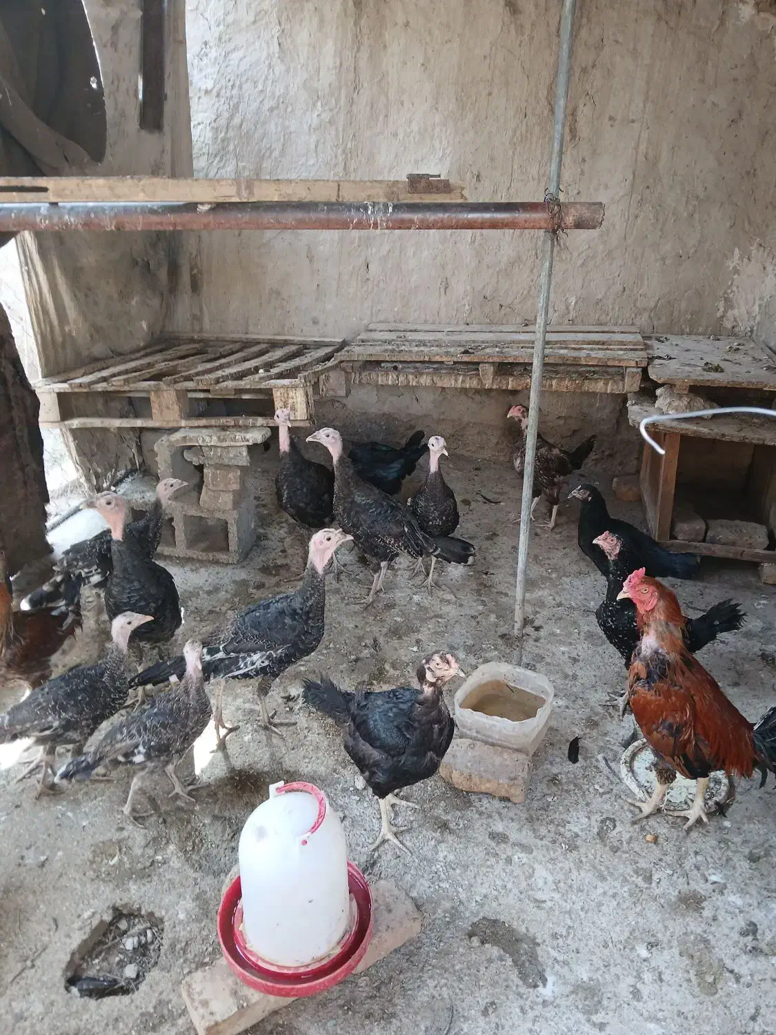 بوقلمون و اردک فروشی|حیوانات مزرعه|زابل, |دیوار