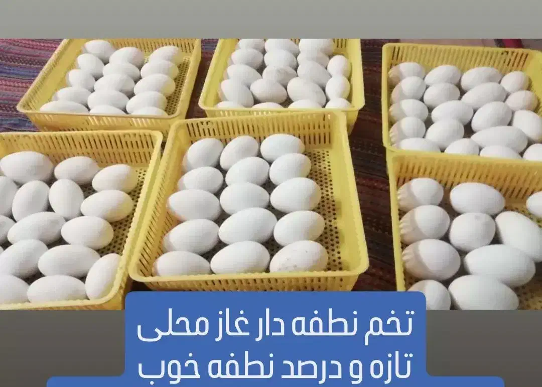 تخم غاز نطفه دار|حیوانات مزرعه|قائم‌شهر, |دیوار