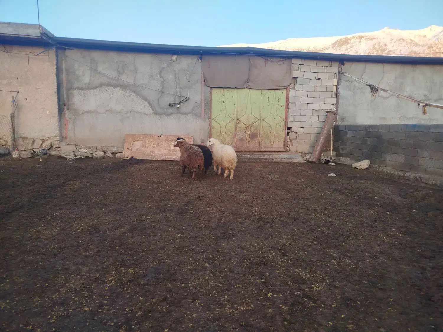 بر دوتا ماده یکی نر|حیوانات مزرعه|بیرانوند, |دیوار