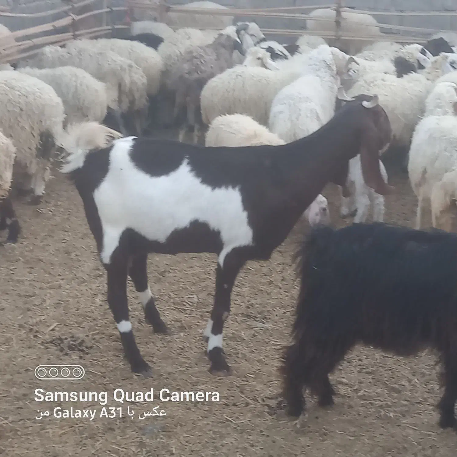 مری سه قلو زا شیری|حیوانات مزرعه|راسک, |دیوار