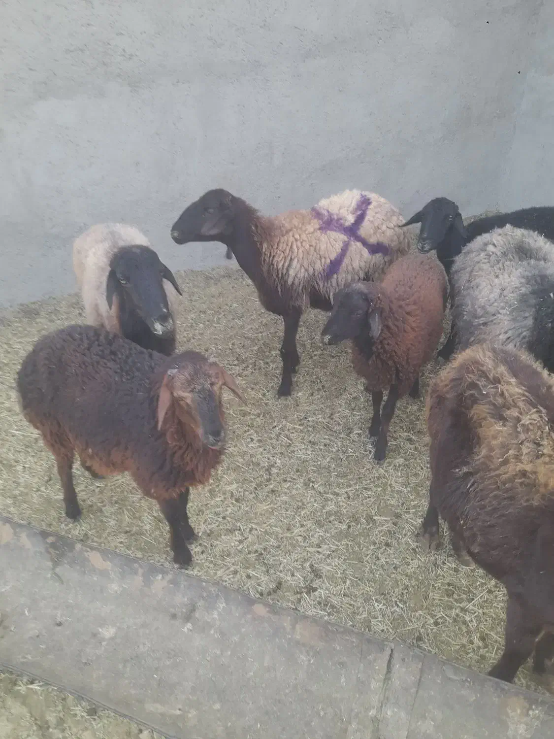 میش و بره|حیوانات مزرعه|ساوه, |دیوار