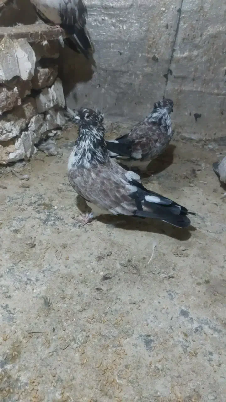 کبوتر سوسک شکلاتی کاکل اخمو|پرنده|کلاله, |دیوار