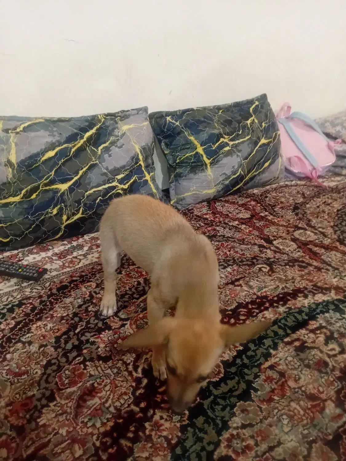 فروش|سگ|پاکدشت, پاکدشت (مامازند)|دیوار