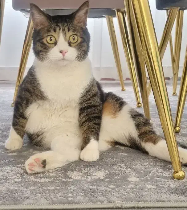 واگذاری گربه DSH نر|گربه|کرج, گوهردشت|دیوار