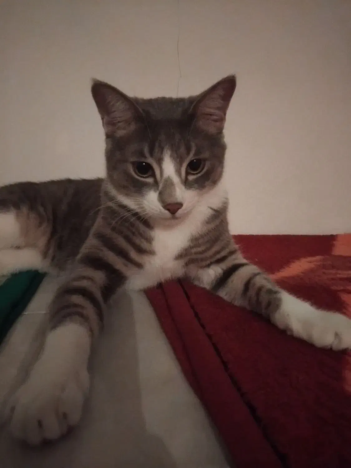 واگذاری گربه|گربه|پرند, فاز ۶|دیوار