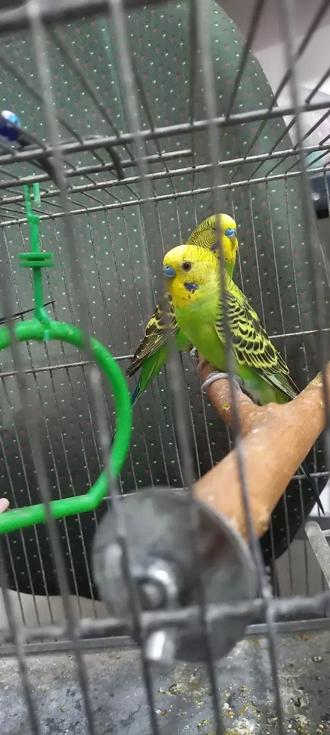 ۳عدد مرغ عشق|پرنده|ایلام, |دیوار