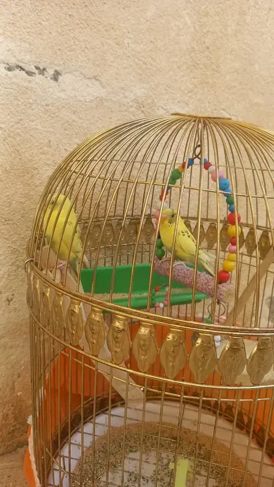 فروش یک جفت مرغ عشق جوان و سرحال|پرنده|بانه, |دیوار