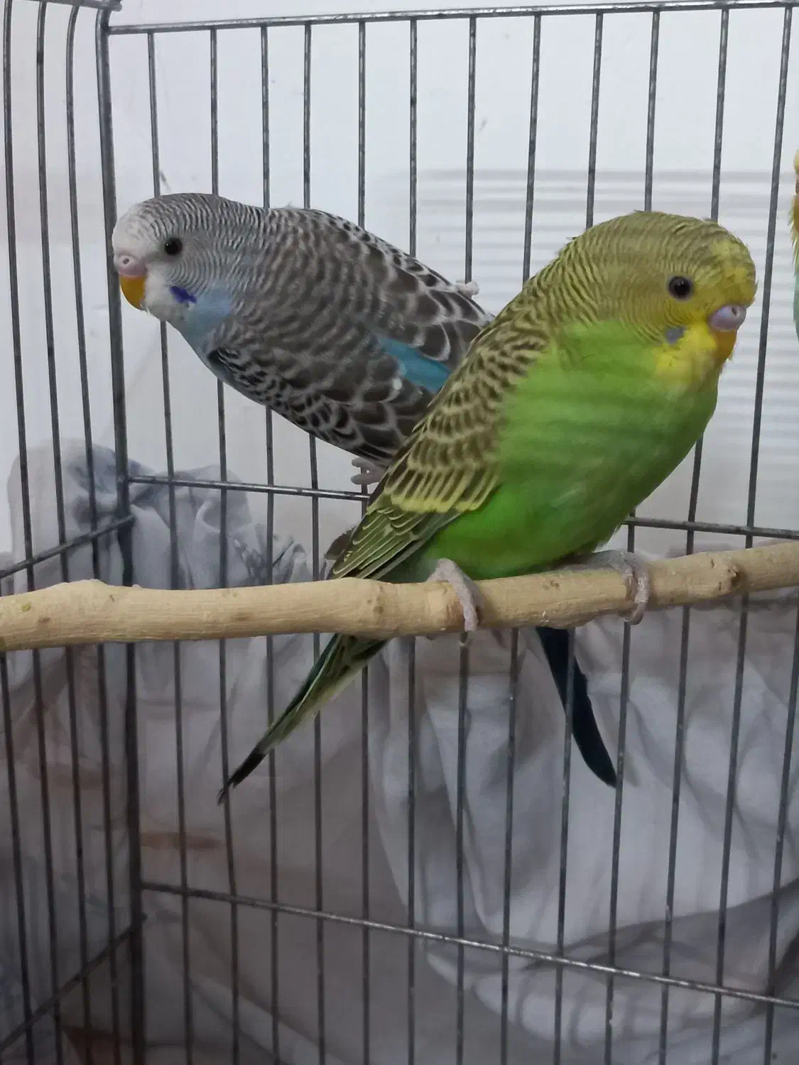 پرنده مرغ عشق|پرنده|الوند, |دیوار