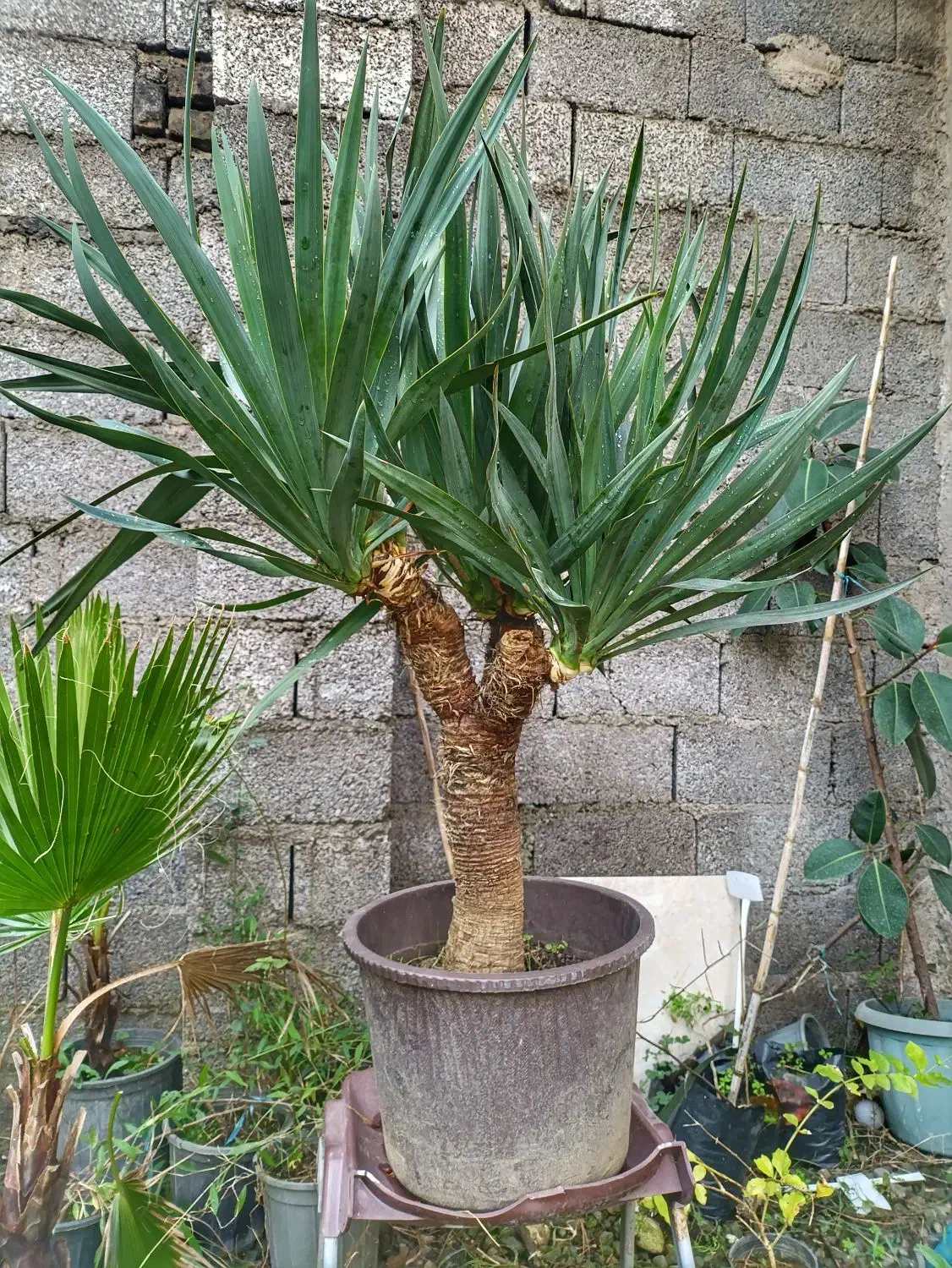 بنسای یوکا ماده گلده|گل و گیاه طبیعی|رشت, شهرک احمد خمینی|دیوار