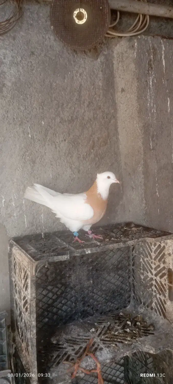 یک عدد طوقی|حیوانات|چناران, |دیوار