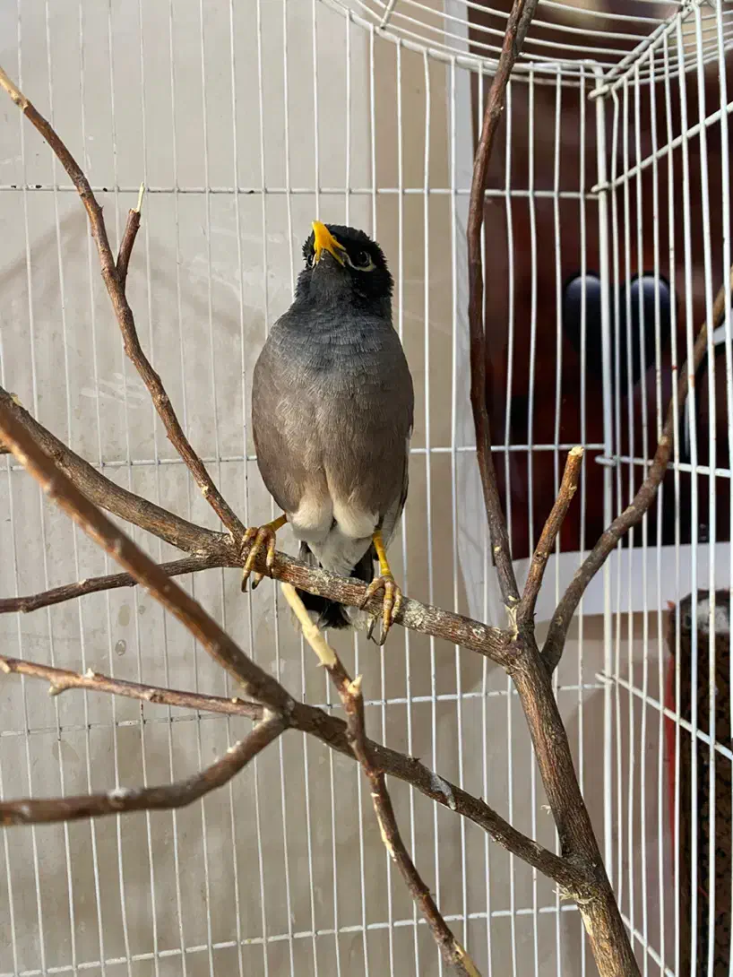 مرغ مینا سخنگو|پرنده|شیراز, پانصد دستگاه ارتش|دیوار