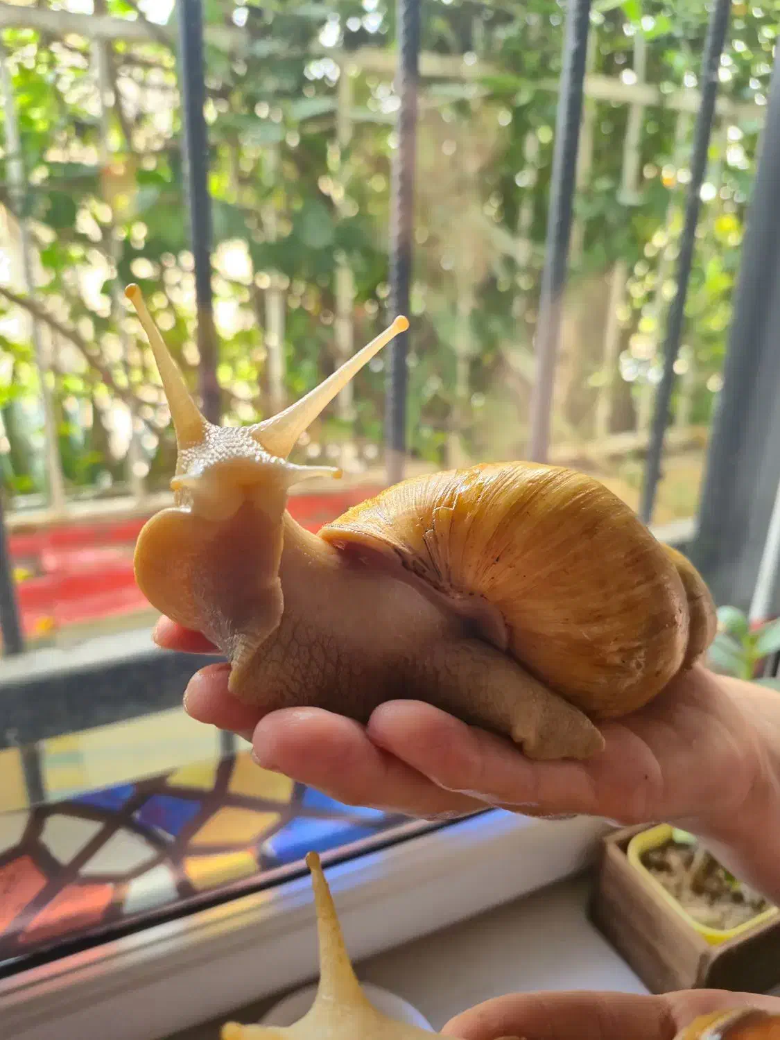 حلزون های غول پیکر|خزنده|رشت, پیرکلاچای|دیوار