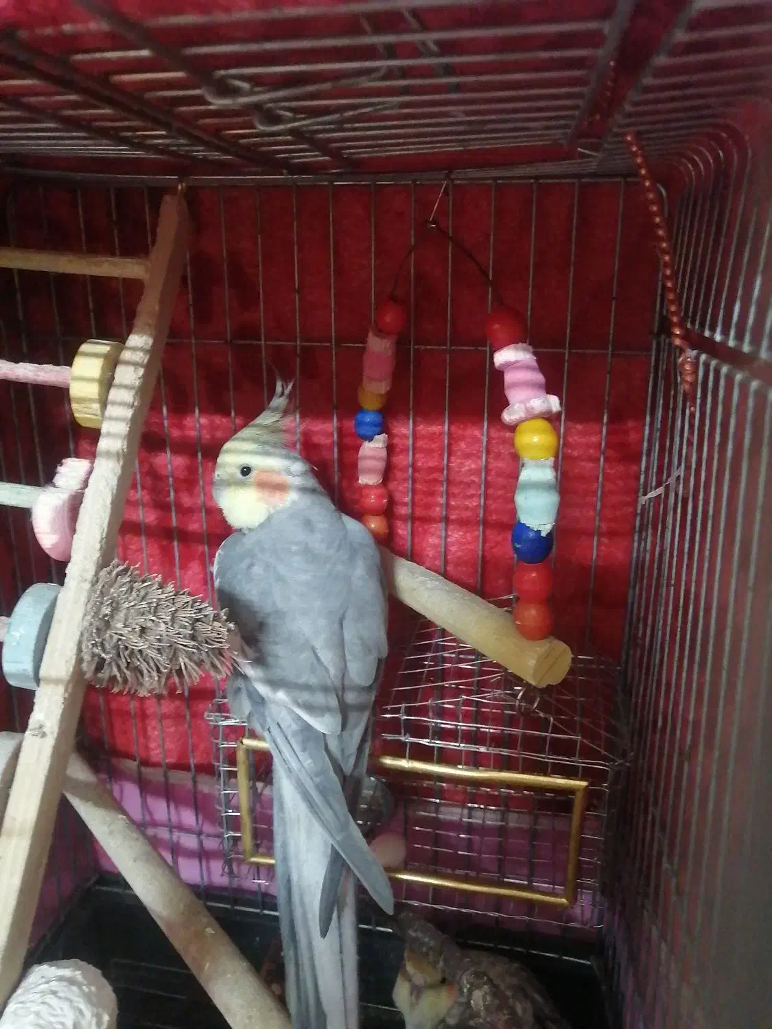 عروس هلندی نرو ماده تخم گذار|پرنده|فردیس, فردیس|دیوار