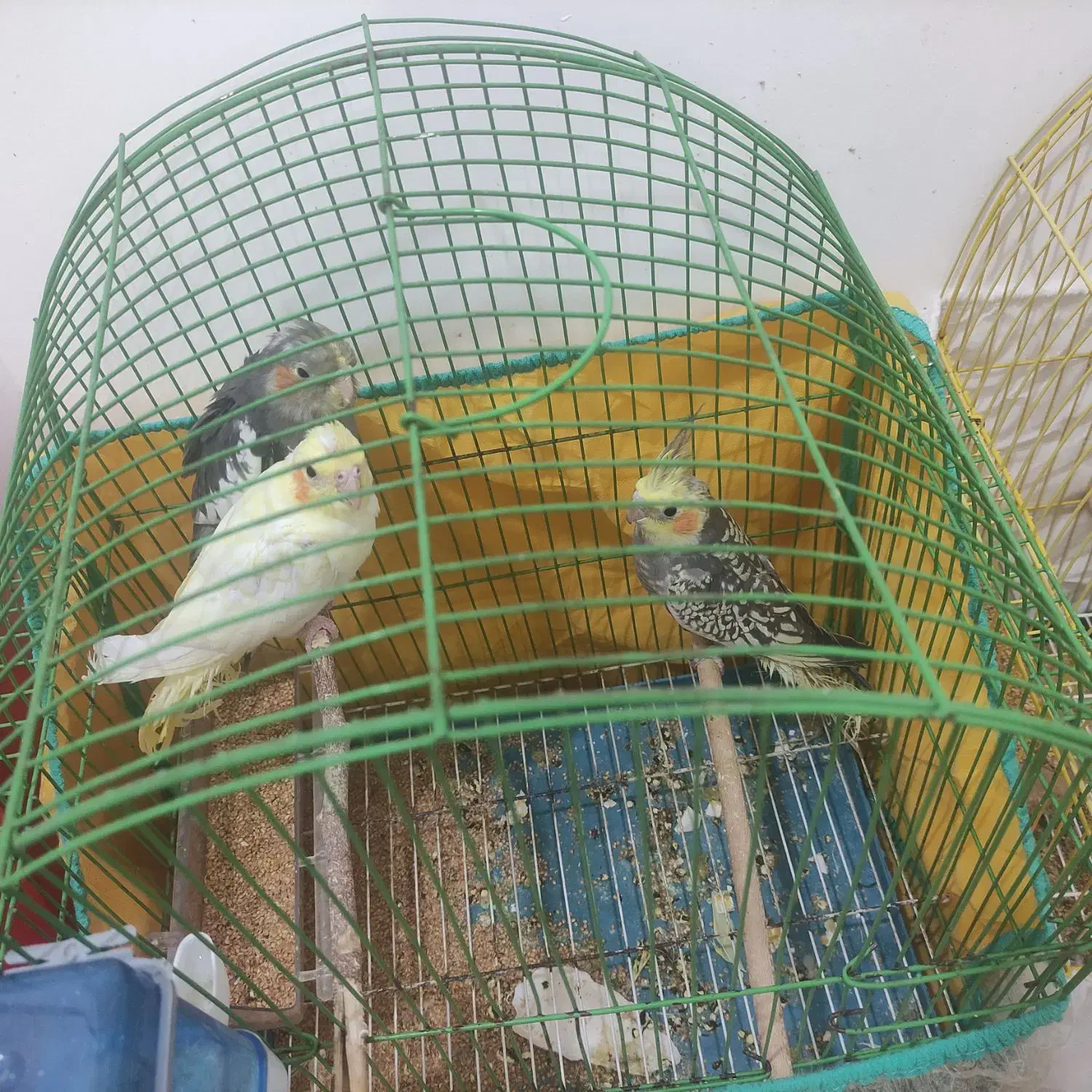 عروس هلندی حراج شد|پرنده|بندر کنگان, |دیوار