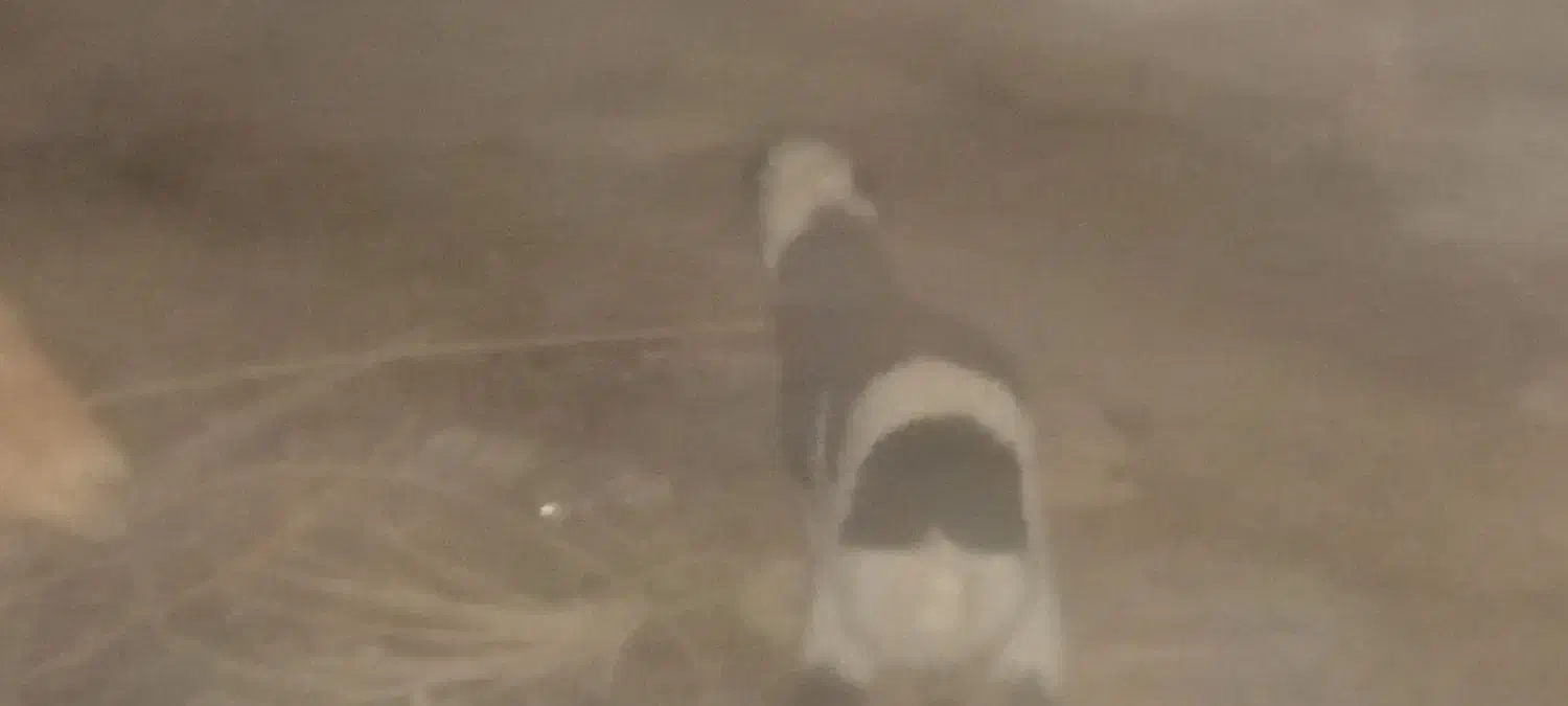 یه پونگچ یک سال با یه میش زاییده با بره ماده|حیوانات مزرعه|کلاتان, |دیوار