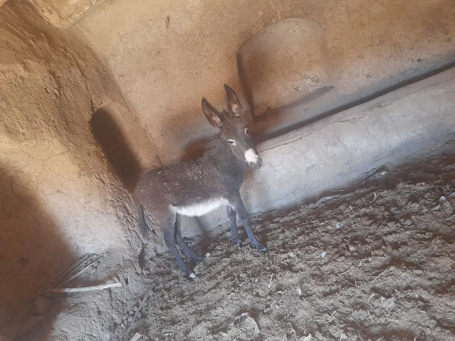 کره الاغ|حیوانات مزرعه|سبزوار, رضوی|دیوار