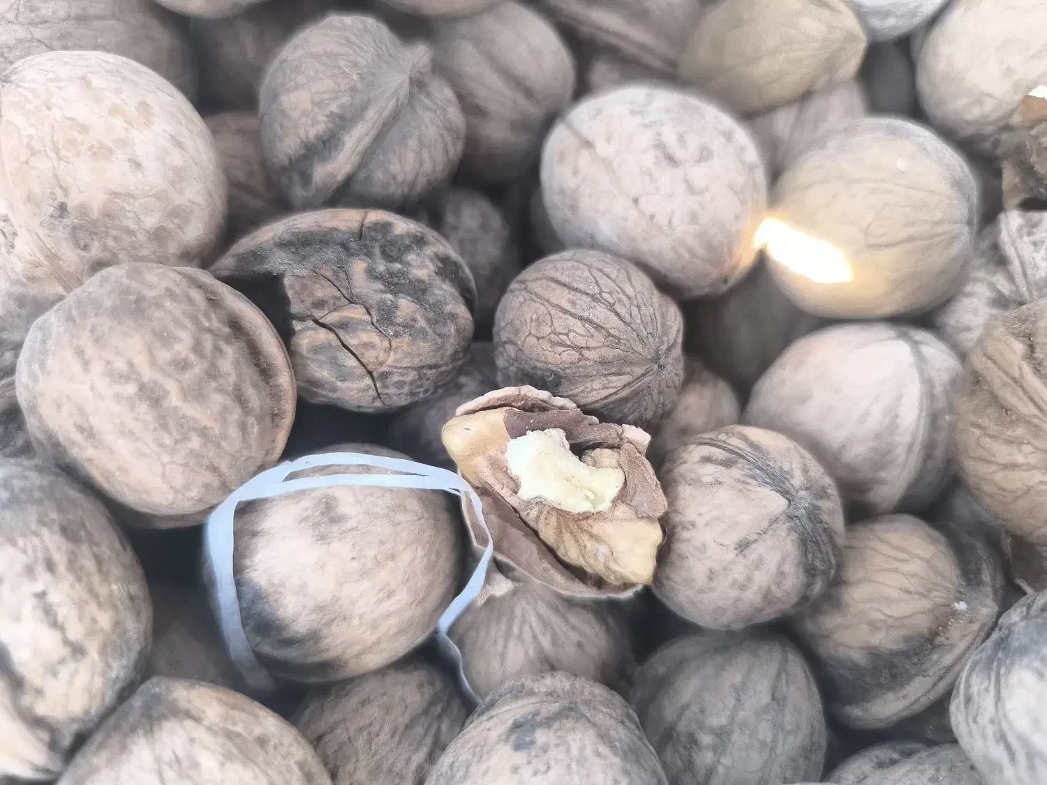 گردومحلی|خوردنی و آشامیدنی|زرند, |دیوار