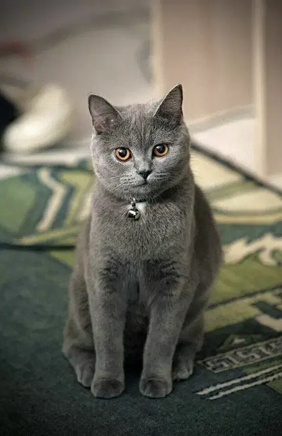 گربه اسکاتیش|گربه|تبریز, |دیوار