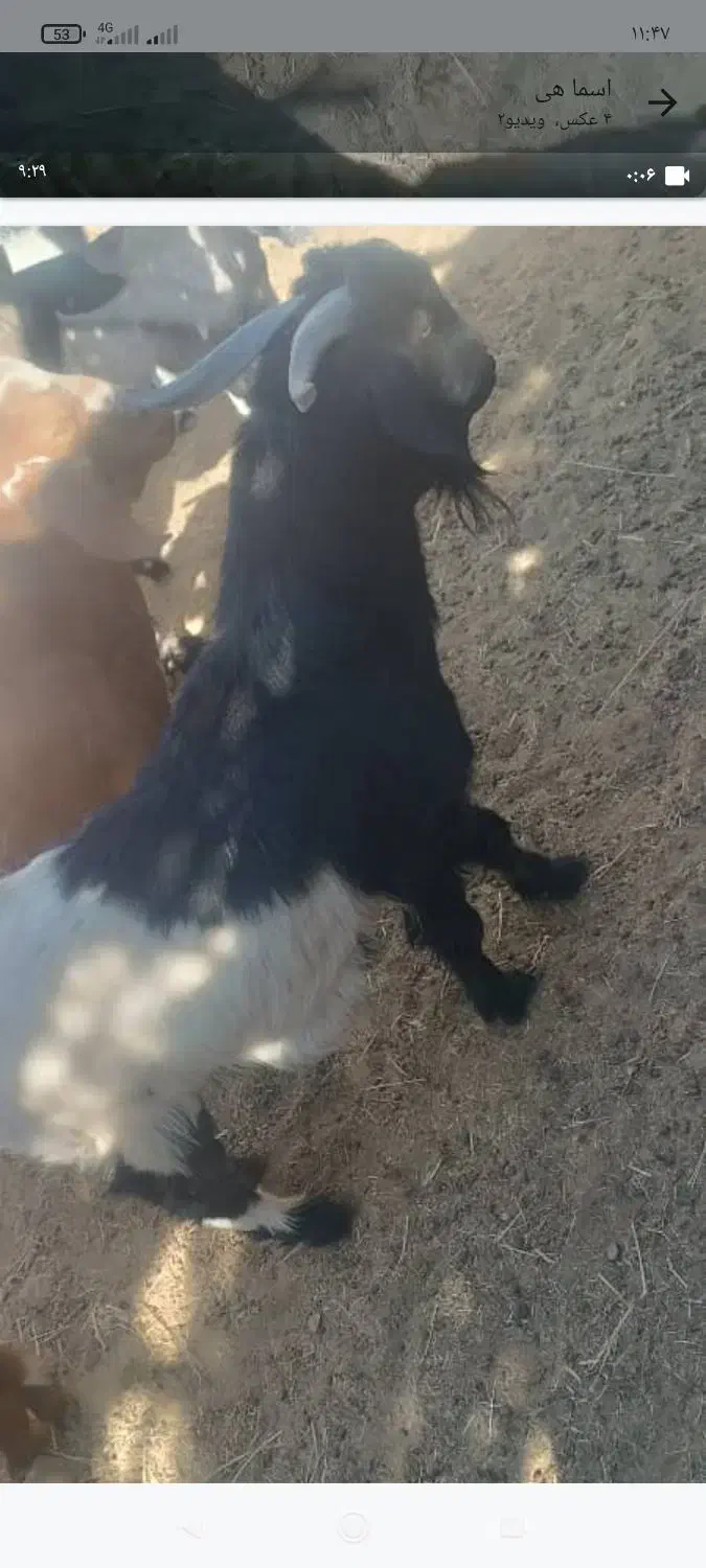 تروشت یا نربز|حیوانات مزرعه|سراوان, |دیوار