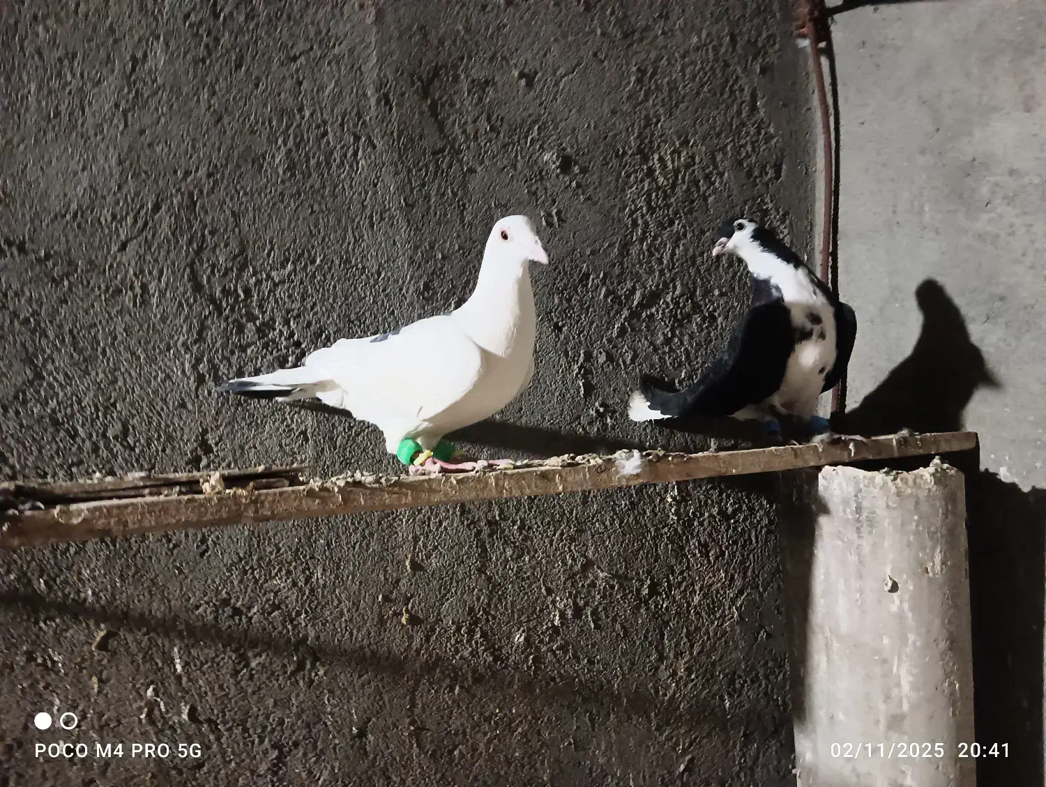 2تاصیدفروشی|پرنده|تربتحیدریه, ترمینال|دیوار