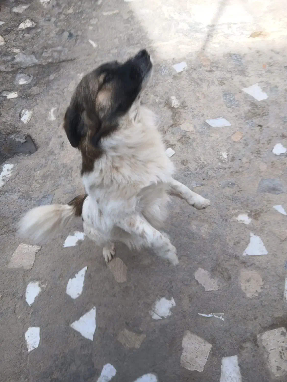 واگذاری سگ اشپیتز|سگ|داراب, |دیوار