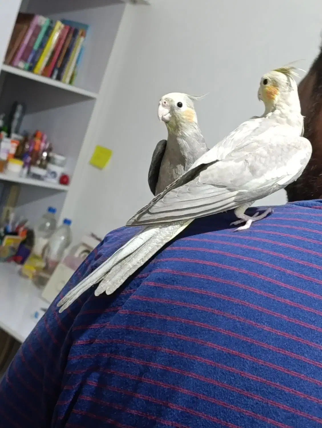 عروس هلندی|پرنده|اهواز, پردیس|دیوار