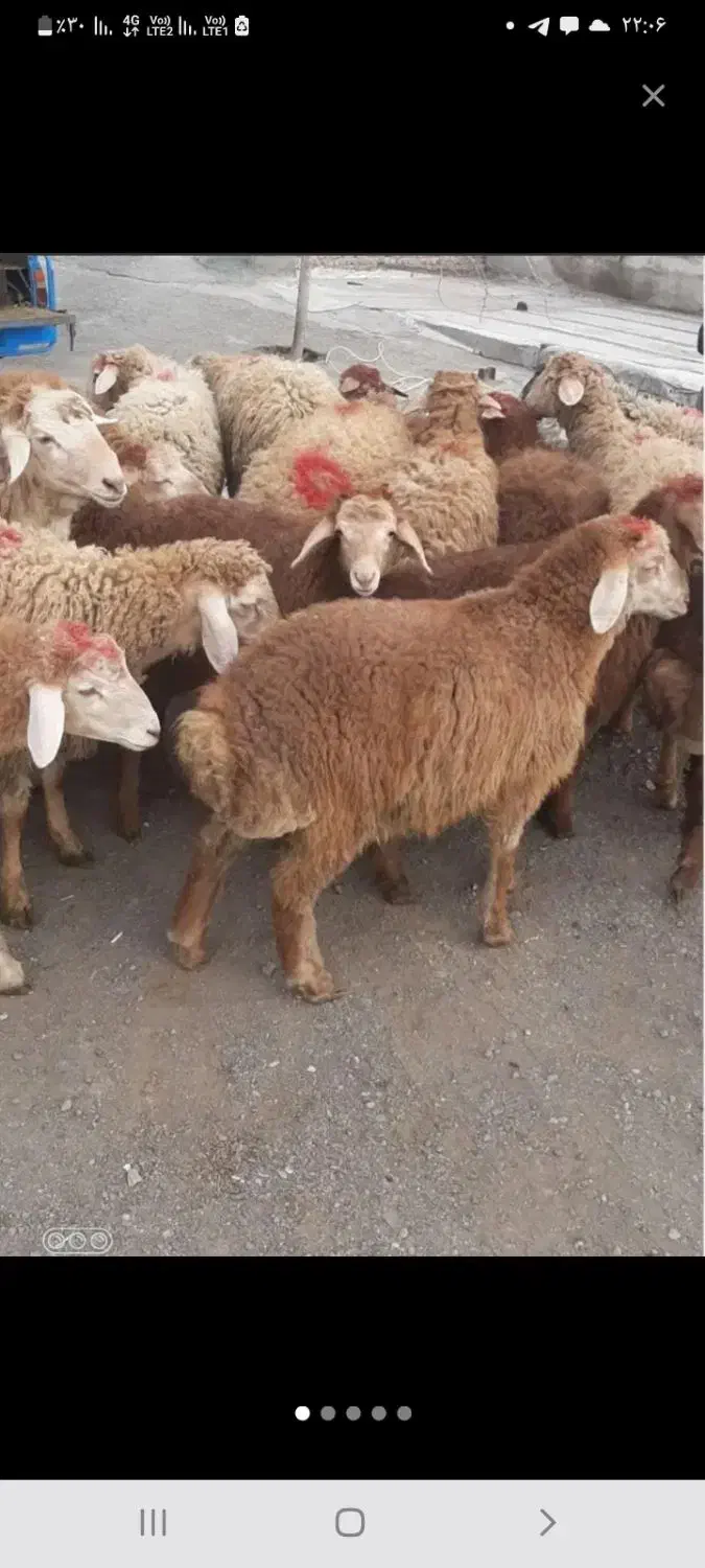 ...گوسفند|حیوانات مزرعه|تهران, بهارستان|دیوار